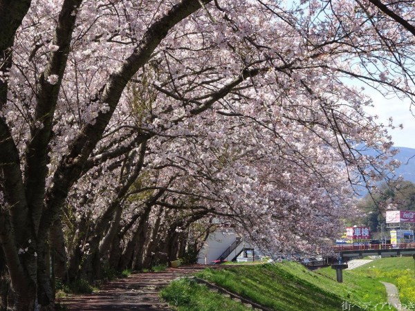 いわき市平新川河川敷小島橋の桜4