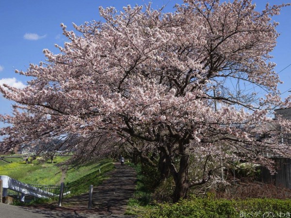 いわき市平新川河川敷小島橋の桜5