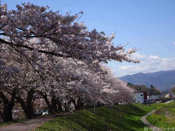 いわき市平新川河川敷小島橋の桜3