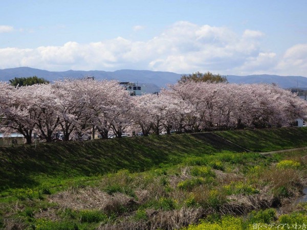 いわき市平新川河川敷小島橋の桜2