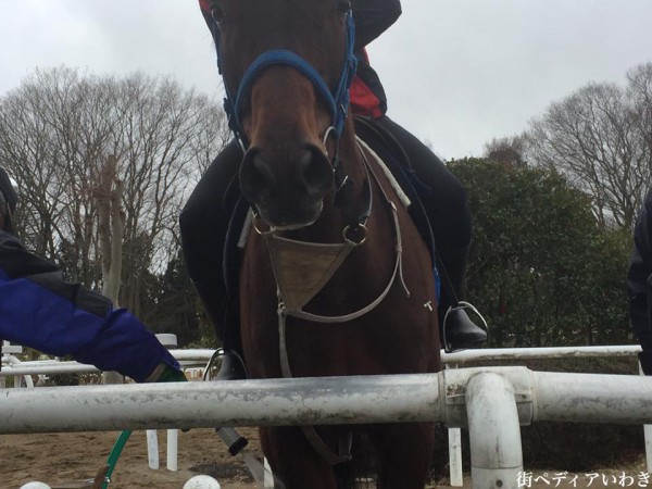 いわき市湯本温泉を使ったJRA馬の温泉1