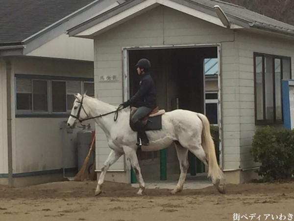 いわき市湯本温泉を使ったJRA馬の温泉4