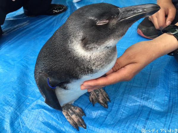 いわき市泉の福島テレビハウジングプラザいわき南展示場でペンギンやヘビなどふれあい動物園4