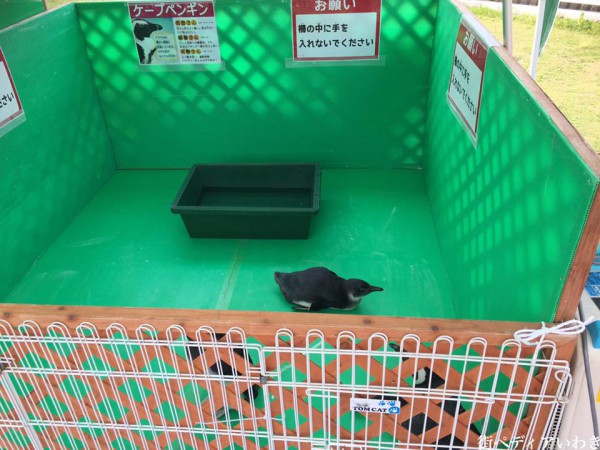 いわき市泉の福島テレビハウジングプラザいわき南展示場でペンギンやヘビなどふれあい動物園2