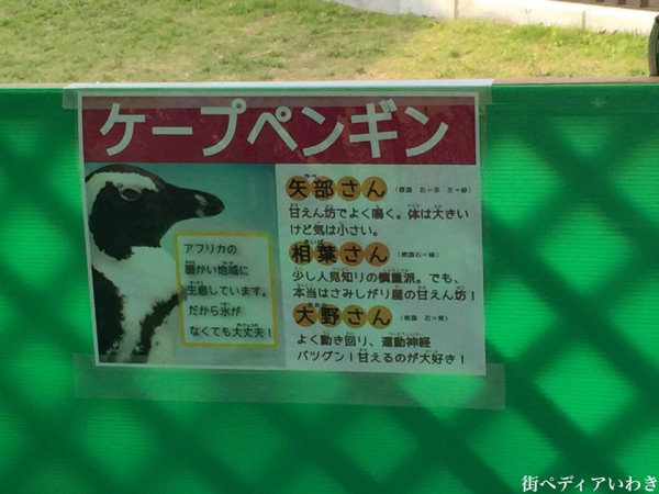 いわき市泉の福島テレビハウジングプラザいわき南展示場でペンギンやヘビなどふれあい動物園3
