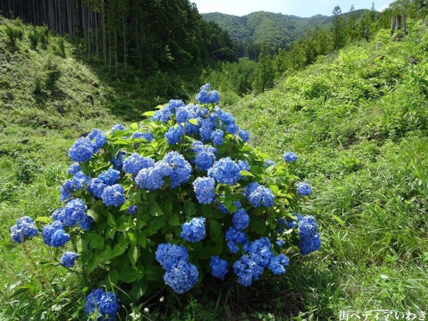 福島県平田村ジュピアランドひらたのあじさい園4