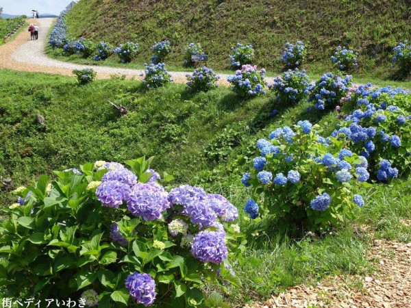 福島県平田村ジュピアランドひらたのあじさい園3