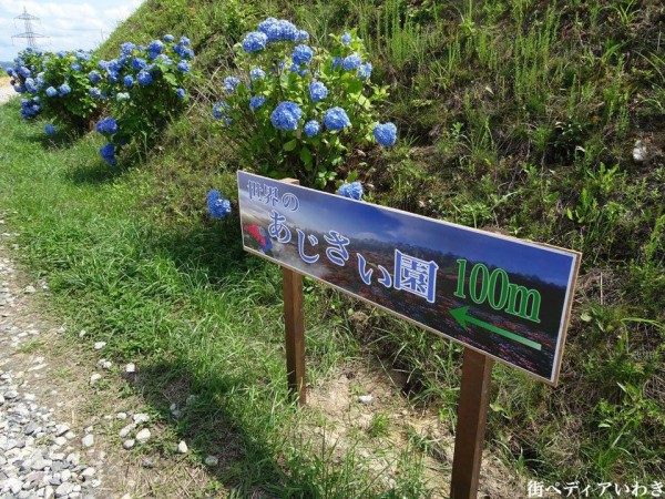 福島県平田村ジュピアランドひらたのあじさい園6