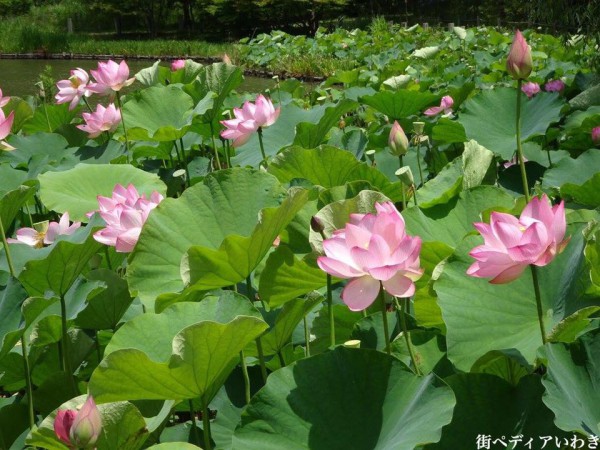 いわき市内郷白水阿弥陀堂の古代ハス蓮の花2