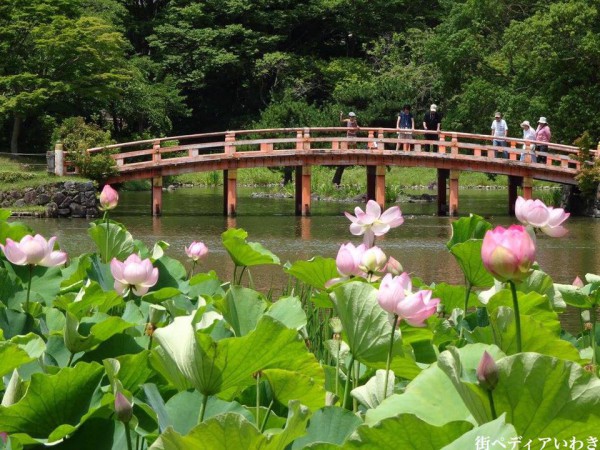 いわき市内郷白水阿弥陀堂の古代ハス蓮の花5