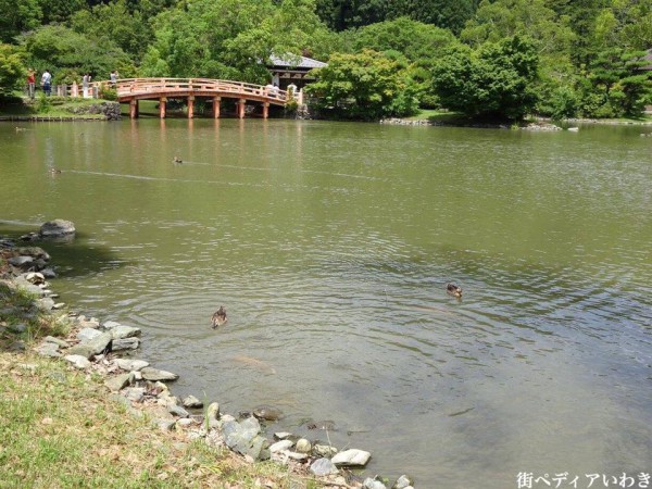 いわき市内郷白水阿弥陀堂の古代ハス蓮の花6