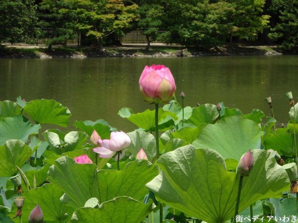 いわき市内郷白水阿弥陀堂の古代ハス蓮の花1