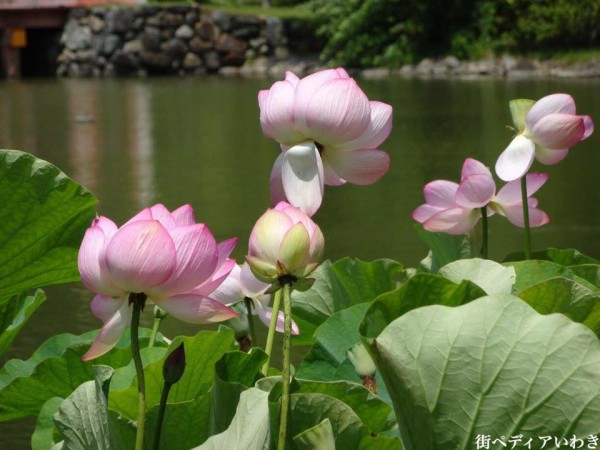 いわき市内郷白水阿弥陀堂の古代ハス蓮の花3