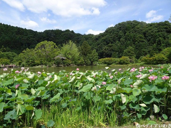 いわき市内郷白水阿弥陀堂の古代ハス蓮の花4