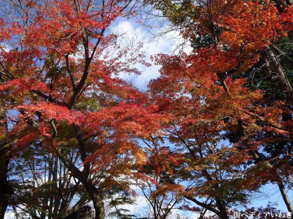 いわき市湯本の温泉神社の紅葉6