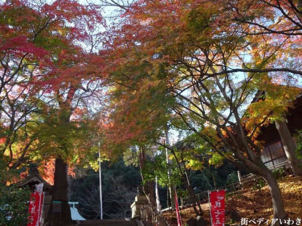 いわき市湯本の温泉神社の紅葉2