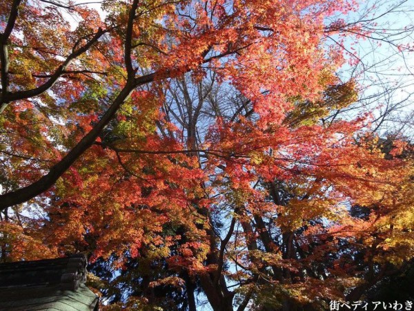 いわき市湯本の温泉神社の紅葉3