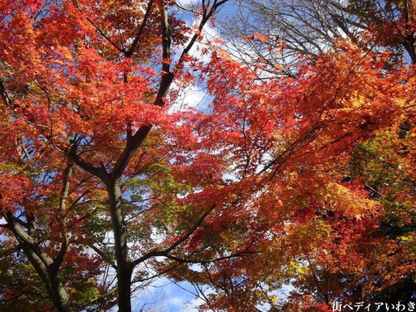 いわき市湯本の温泉神社の紅葉5