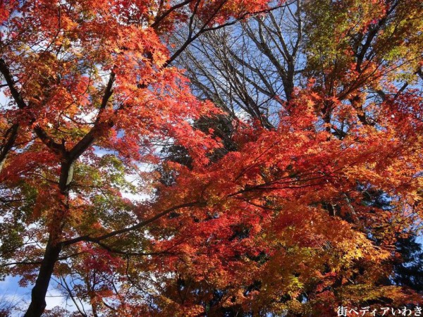 いわき市湯本の温泉神社の紅葉4