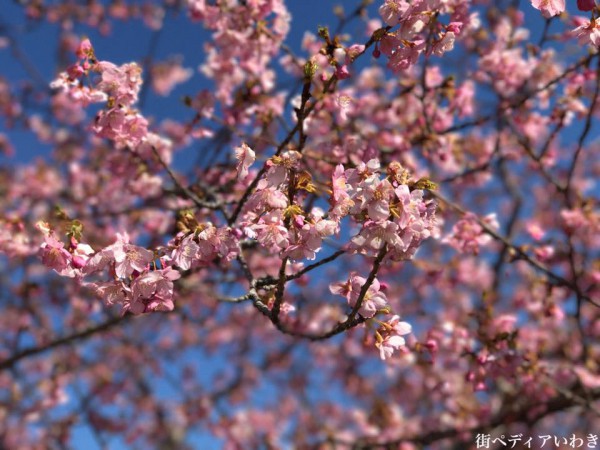 福島県いわき市の桜-常磐共同火力勿来発電所の早咲の河津桜1