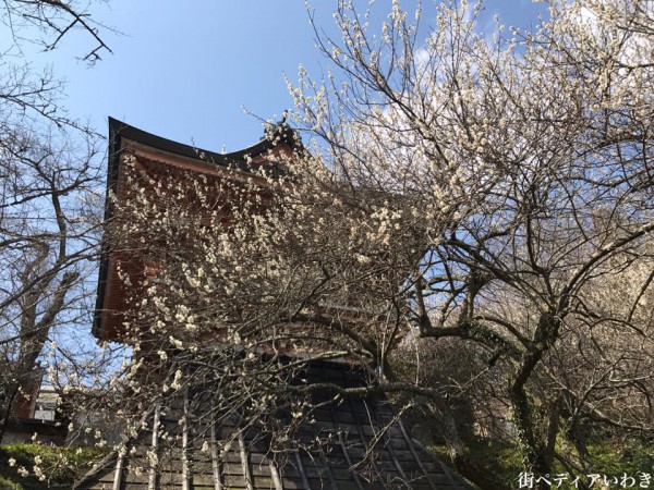 福島県いわき市平山崎浄土宗の寺院-梅の名所専称寺1