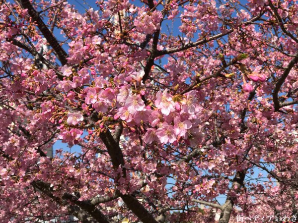 福島県いわき市の桜-常磐共同火力勿来発電所の早咲の河津桜2