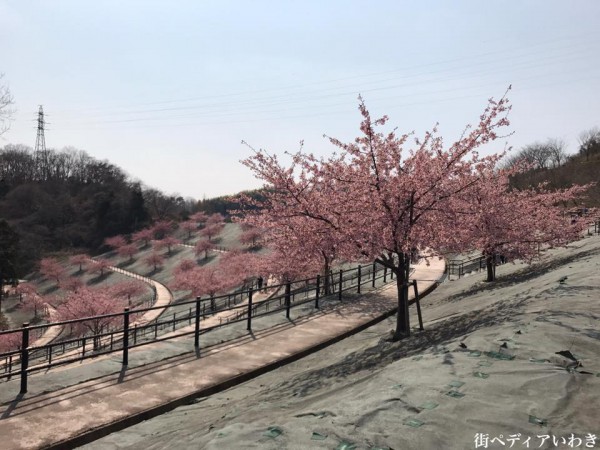 福島県いわき市21世紀の森公園のコミュニティ広場近くの桜が満開1