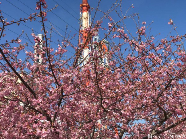 福島県いわき市の桜-常磐共同火力勿来発電所の早咲の河津桜3