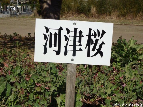 福島県いわき市の桜-常磐共同火力勿来発電所の早咲の河津桜6