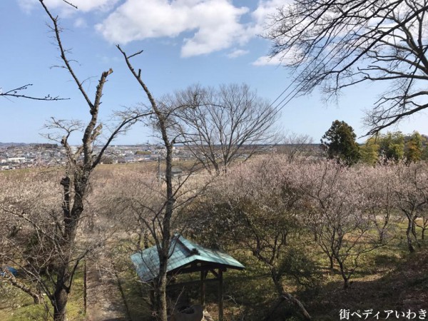 福島県いわき市平山崎浄土宗の寺院-梅の名所専称寺4