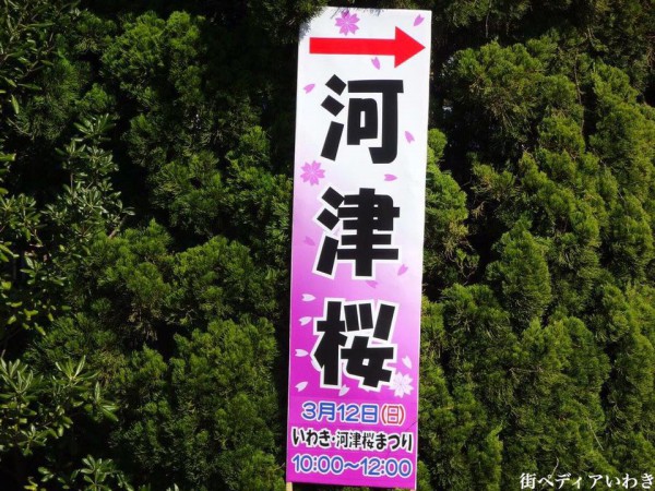 福島県いわき市の桜-常磐共同火力勿来発電所の早咲の河津桜8