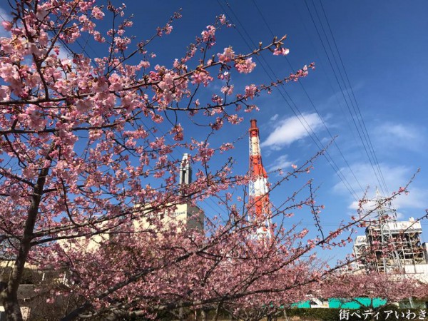 福島県いわき市の桜-常磐共同火力勿来発電所の早咲の河津桜9