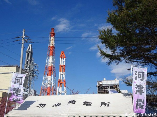 福島県いわき市の桜-常磐共同火力勿来発電所の早咲の河津桜4