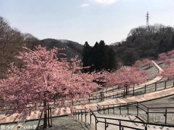 福島県いわき市21世紀の森公園のコミュニティ広場近くの桜が満開2