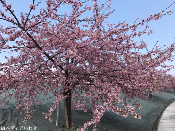 福島県いわき市21世紀の森公園のコミュニティ広場近くの桜が満開4
