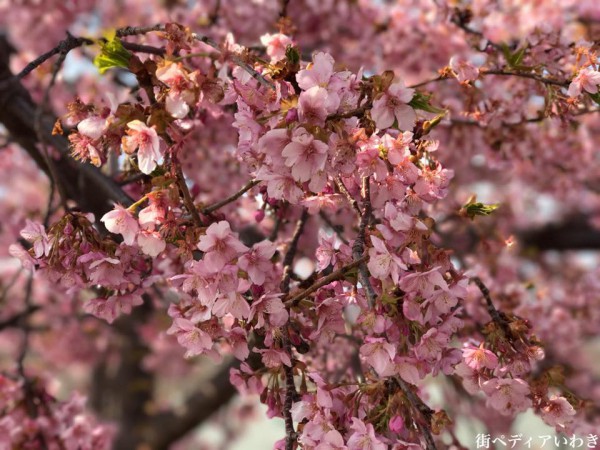 福島県いわき市21世紀の森公園のコミュニティ広場近くの桜が満開3