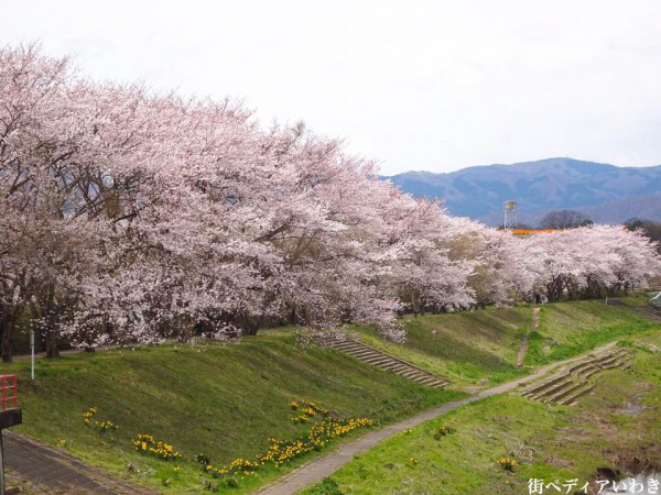 いわき市役所裏新川沿いの桜1