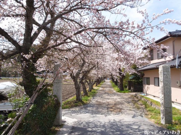 福島県いわき市平山崎浄土宗の寺院-梅の名所専称寺の桜3