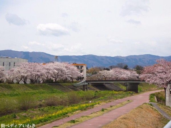 いわき市役所裏新川沿いの桜7