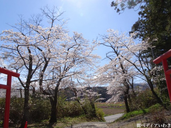 福島県いわき市小川町小川諏訪神社のしだれ桜6