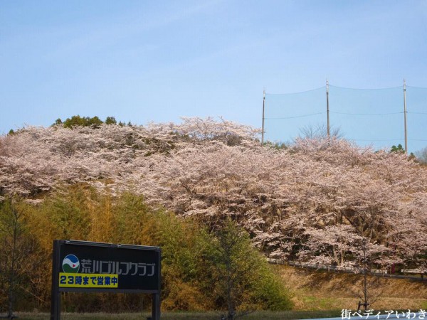 福島県いわき市のゴルフ練習場ゴルフスクール荒川ゴルフクラブの桜3