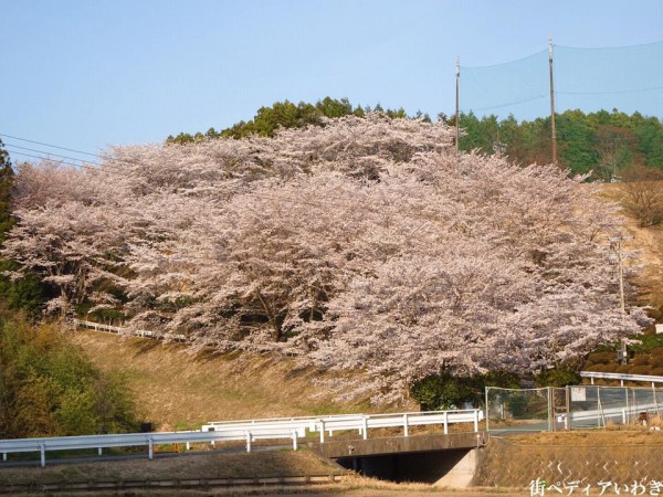 福島県いわき市のゴルフ練習場ゴルフスクール荒川ゴルフクラブの桜5