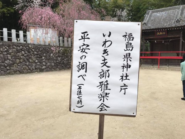 福島県いわき市小川町小川諏訪神社のしだれ桜18