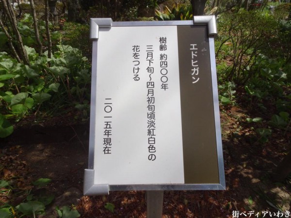 福島県いわき市三島八幡神社の桜(シダレザクラ)6