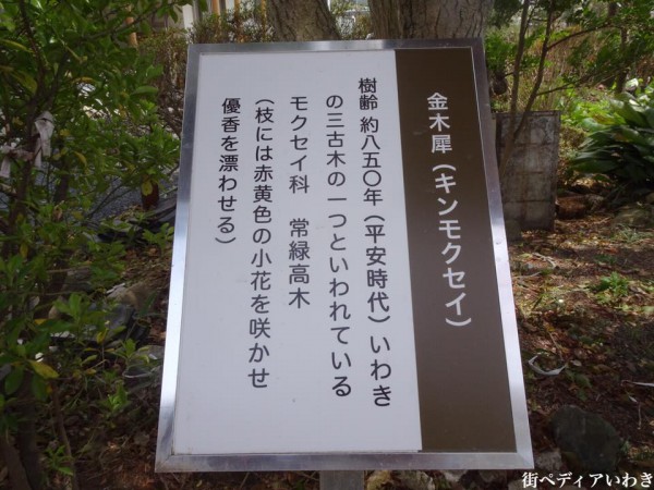 福島県いわき市三島八幡神社の桜(シダレザクラ)8