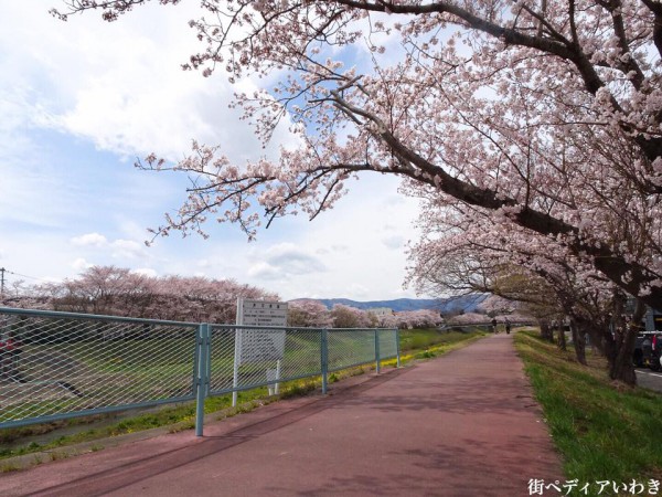 いわき市役所裏新川沿いの桜3