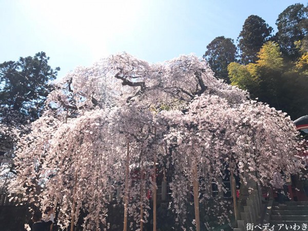 福島県いわき市小川町小川諏訪神社のしだれ桜14