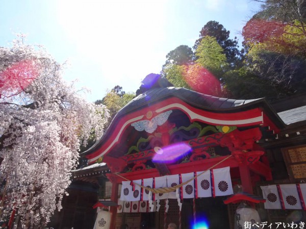 福島県いわき市小川町小川諏訪神社のしだれ桜3