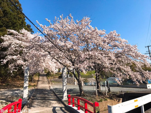 福島県いわき市四倉町大森の月田寺の桜3