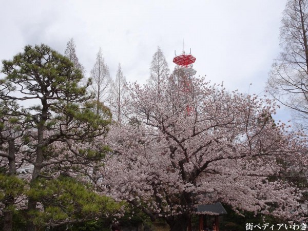 福島県いわき市アリオス平中央公園の桜9